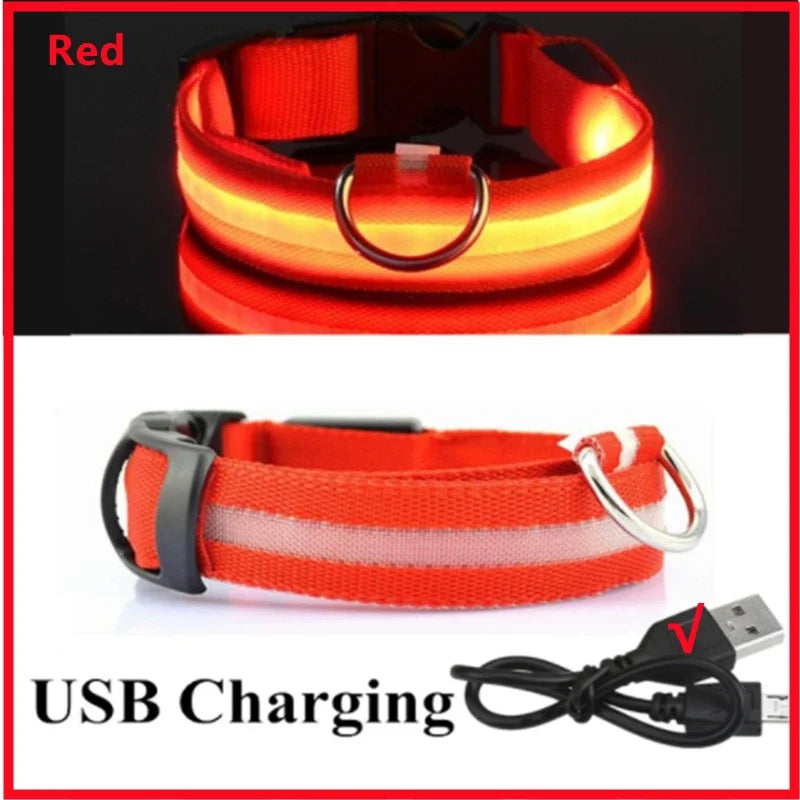 Collier LED Lumineux pour Chien 🐕 — Rechargeable USB