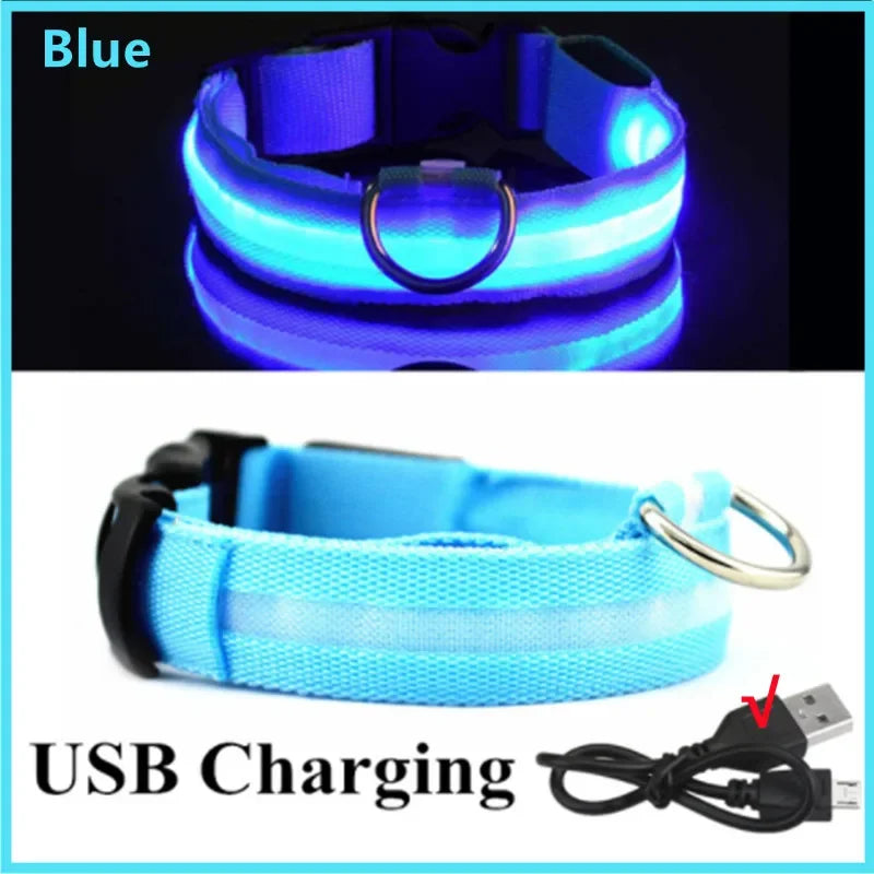 Collier LED Lumineux pour Chien 🐕 — Rechargeable USB