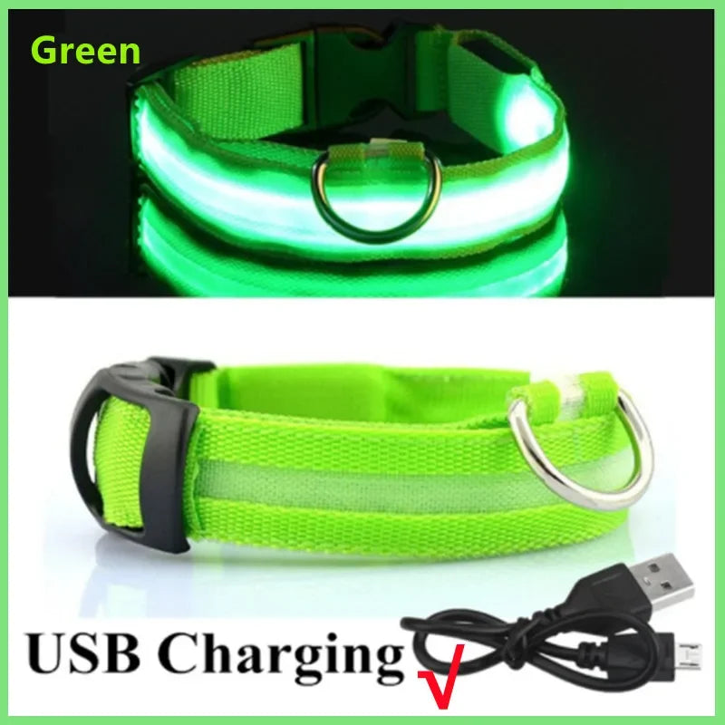 Collier LED Lumineux pour Chien 🐕 — Rechargeable USB