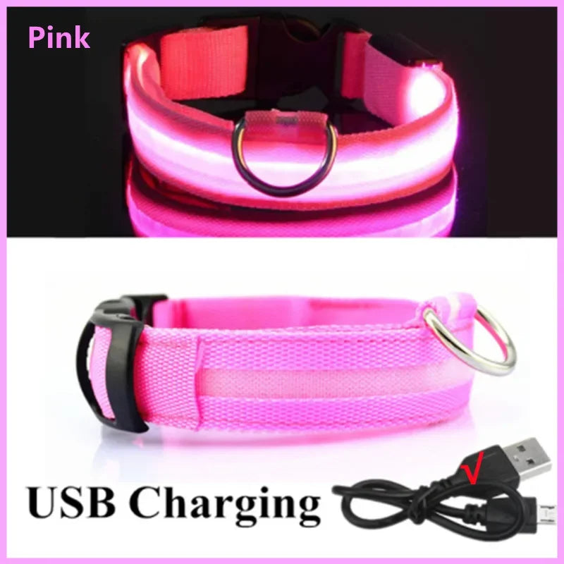 Collier LED Lumineux pour Chien 🐕 — Rechargeable USB