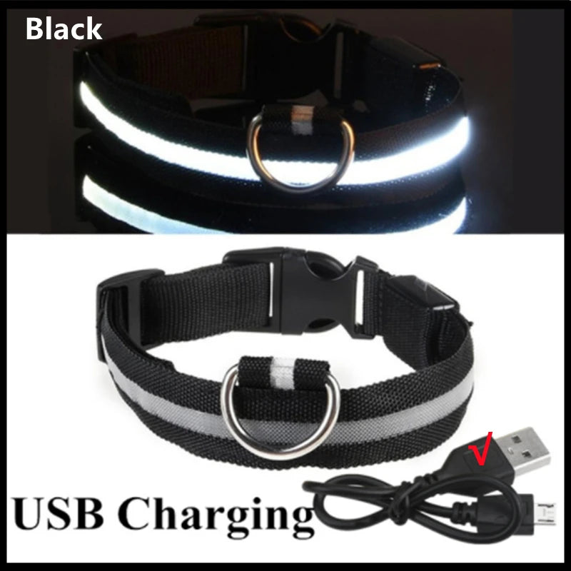 Collier LED Lumineux pour Chien 🐕 — Rechargeable USB